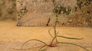 The state of democracy.